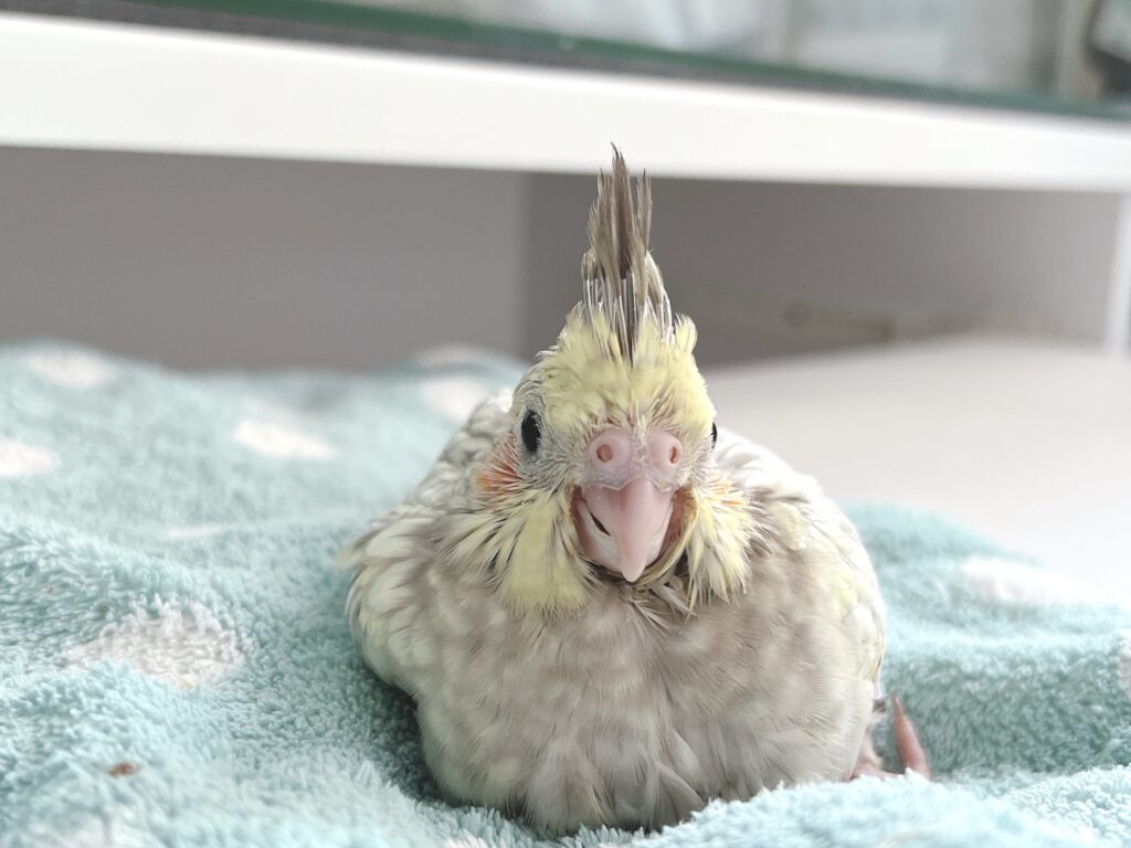 オカメインコ　シナモンパール１号　３